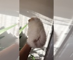 Small #3 Pomeranian