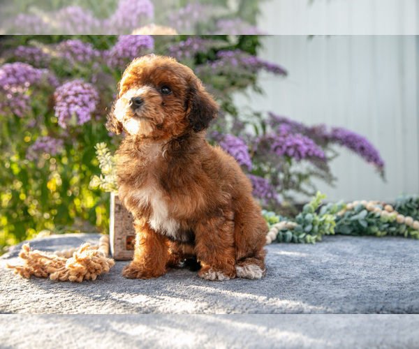 Medium Photo #3 Poovanese Puppy For Sale in CAPAC, MI, USA