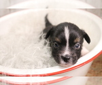 Small Photo #24 Australian Shepherd Puppy For Sale in STAFFORD, VA, USA