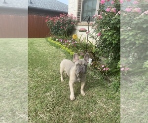 French Bulldog Puppy for sale in FORT WORTH, TX, USA