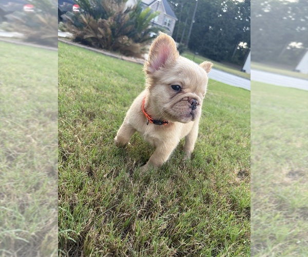 Medium Photo #7 French Bulldog Puppy For Sale in SNELLVILLE, GA, USA