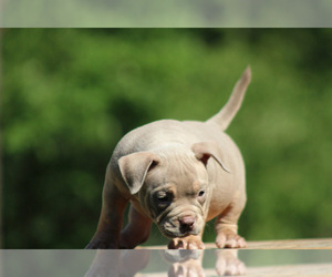Medium American Bully