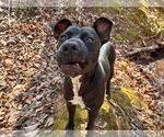 Small #5 American Pit Bull Terrier Mix