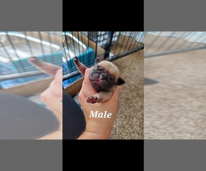 Pug Puppy for sale in KEYSVILLE, GA, USA