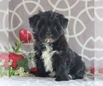 Small Photo #3 Morkie Puppy For Sale in GORDONVILLE, PA, USA