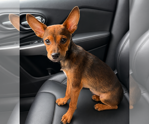 Dachshund-Unknown Mix Dogs for adoption in Evansville, IN, USA