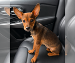Small Dachshund Mix