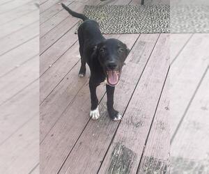 Mutt Dogs for adoption in San Antonio, TX, USA