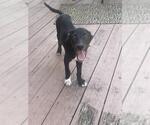 Small Mutt