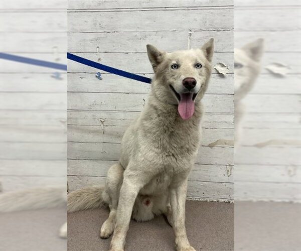 Medium Photo #1 Siberian Husky Puppy For Sale in San Bernardino, CA, USA