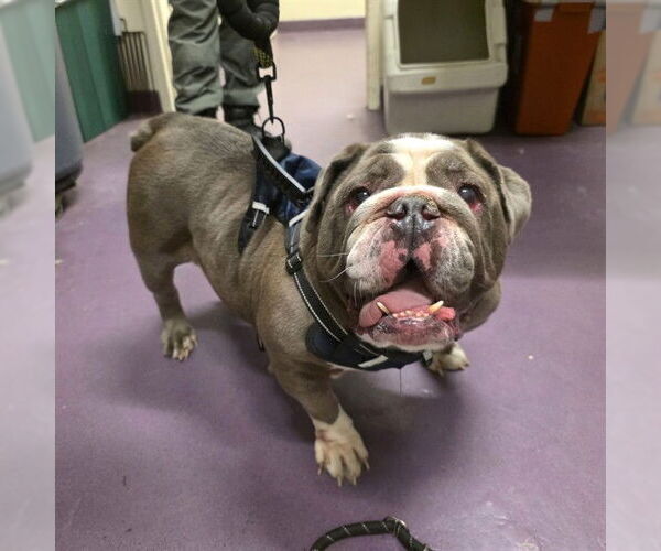 Medium Photo #1 Bulldog Puppy For Sale in Long Beach, CA, USA