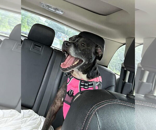 Medium Photo #3 American Pit Bull Terrier-Unknown Mix Puppy For Sale in MECHANICSBURG, PA, USA