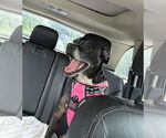 Small #2 American Pit Bull Terrier Mix