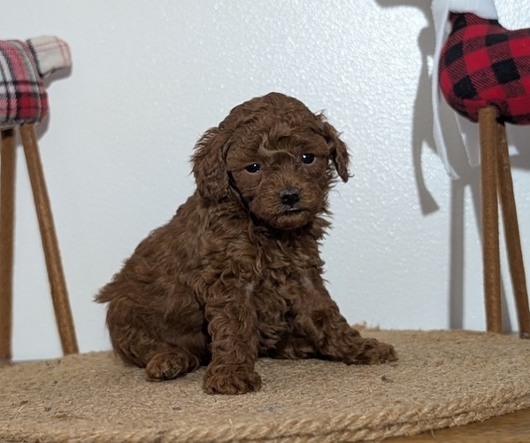 Medium Photo #2 Poodle (Miniature) Puppy For Sale in GOSHEN, IN, USA