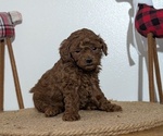 Small Photo #52 Poodle (Miniature) Puppy For Sale in GOSHEN, IN, USA
