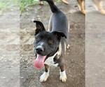 Small #1 Akita Mix