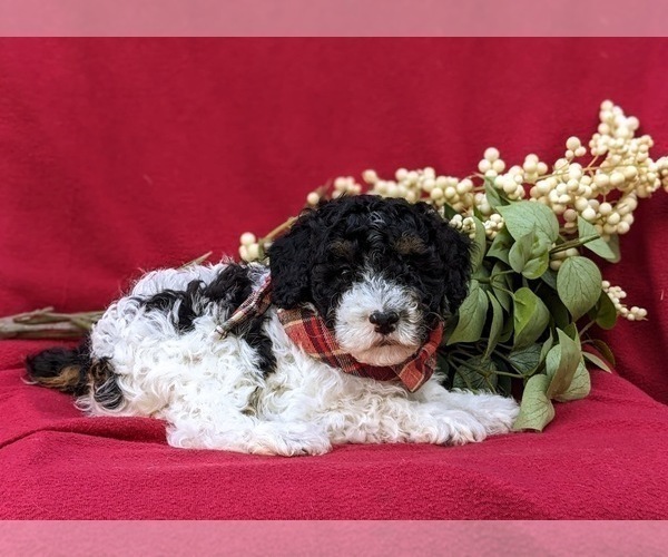 Medium Photo #4 Poodle (Miniature) Puppy For Sale in NOTTINGHAM, PA, USA