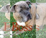 Small #5 American Pit Bull Terrier