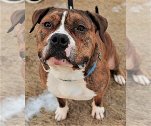 Rambo - Male American Pit Bull Terrier Dog for Adoption - Photo #4