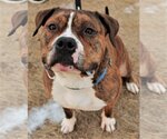 Small #3 American Pit Bull Terrier