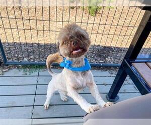 Brussels Griffon-Unknown Mix Dogs for adoption in Orange, CA, USA