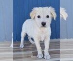 Miny - Female American Staffordshire Terrier-Labrador Retriever Mix Dog for Adoption - Small photo