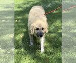 Small #1 Great Pyrenees