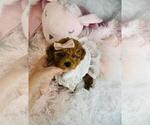 Small Photo #11 Poodle (Toy) Puppy For Sale in PEMBROKE PINES, FL, USA