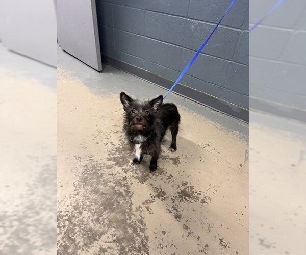 Medium Photo #1 Cairn Terrier Puppy For Sale in Tallahassee, FL, USA