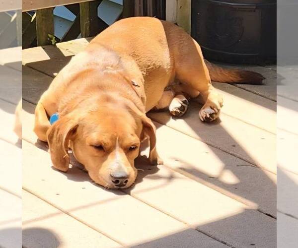 Medium Photo #2 Beagle-Unknown Mix Puppy For Sale in Rochester, NY, USA