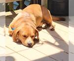 Small #1 Beagle Mix