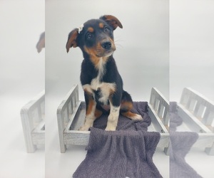Australian Shepherd-German Shepherd Dog Mix Puppy for sale in GOSHEN, IN, USA