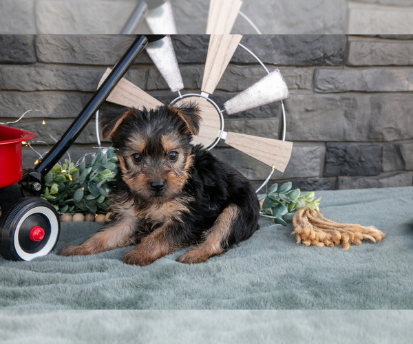 Medium Photo #13 Yorkshire Terrier Puppy For Sale in MONROE, IN, USA