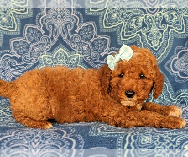 Medium Photo #5 Poodle (Miniature) Puppy For Sale in KIRKWOOD, PA, USA