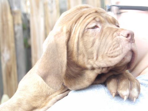 Medium Photo #1 Neapolitan Mastiff Puppy For Sale in LAKELAND, FL, USA