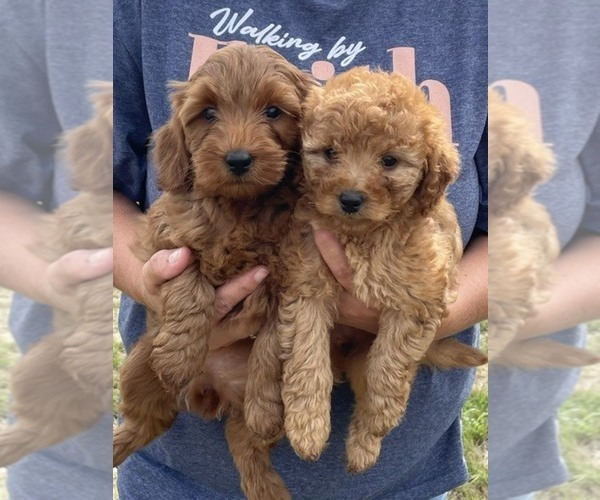 Medium Photo #6 Goldendoodle (Miniature) Puppy For Sale in HULL, IA, USA