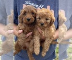 Small Curly 2 - Female Goldendoodle (Miniature) Puppy for Sale - Photo #6