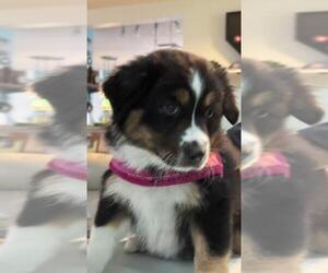 Miniature Australian Shepherd Puppy for sale in CLERMONT, FL, USA