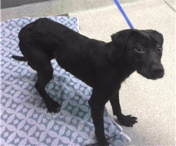 Medium Photo #1 Labrador Retriever-Unknown Mix Puppy For Sale in Tallahassee, FL, USA