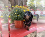 Dean - Male Dachshund Dog for Adoption - Small photo