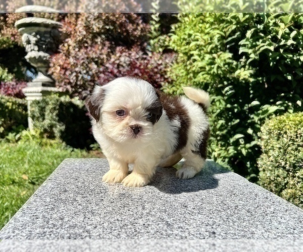 Medium Photo #5 Shih Tzu Puppy For Sale in HAYWARD, CA, USA