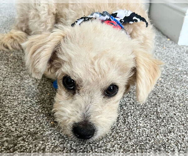 Medium Photo #12 Miniature Schnauzer-Unknown Mix Puppy For Sale in Corona, CA, USA