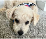Small #11 Miniature Schnauzer Mix