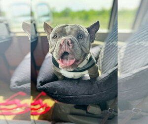 Free-Lance Bulldog Dogs for adoption in New London, WI, USA