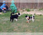 Small #4 Mutt