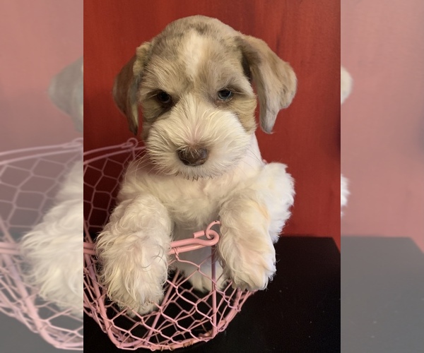 Medium Photo #1 Schnauzer (Miniature) Puppy For Sale in SILER CITY, NC, USA