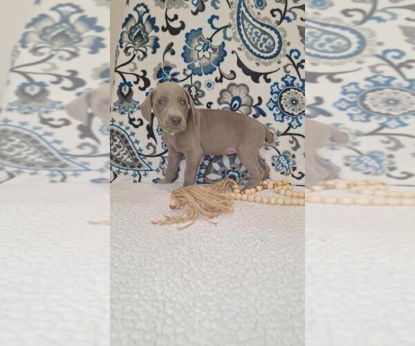 Medium Photo #3 Weimaraner Puppy For Sale in LEWISBURG, KY, USA