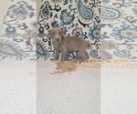 Small #2 Weimaraner