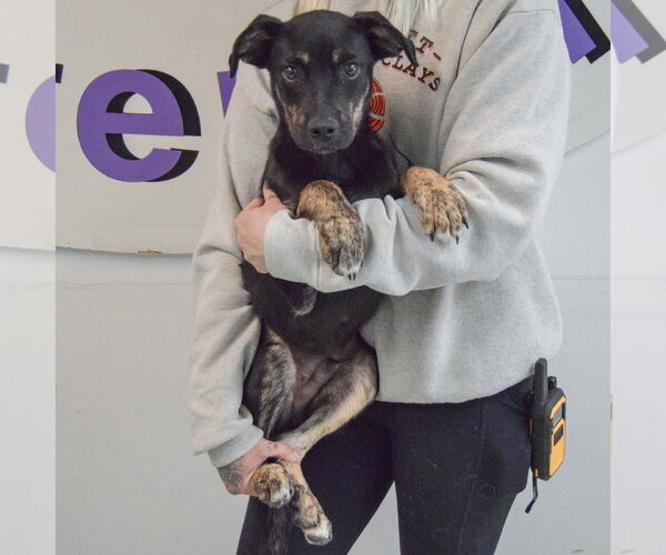 Medium Photo #4 German Shepherd Dog-Unknown Mix Puppy For Sale in Huntley, IL, USA