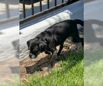 Small #1 Pug Mix